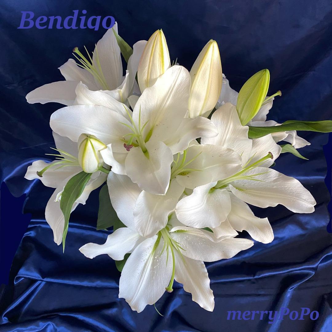 ベンディゴの白いユリ花束開花