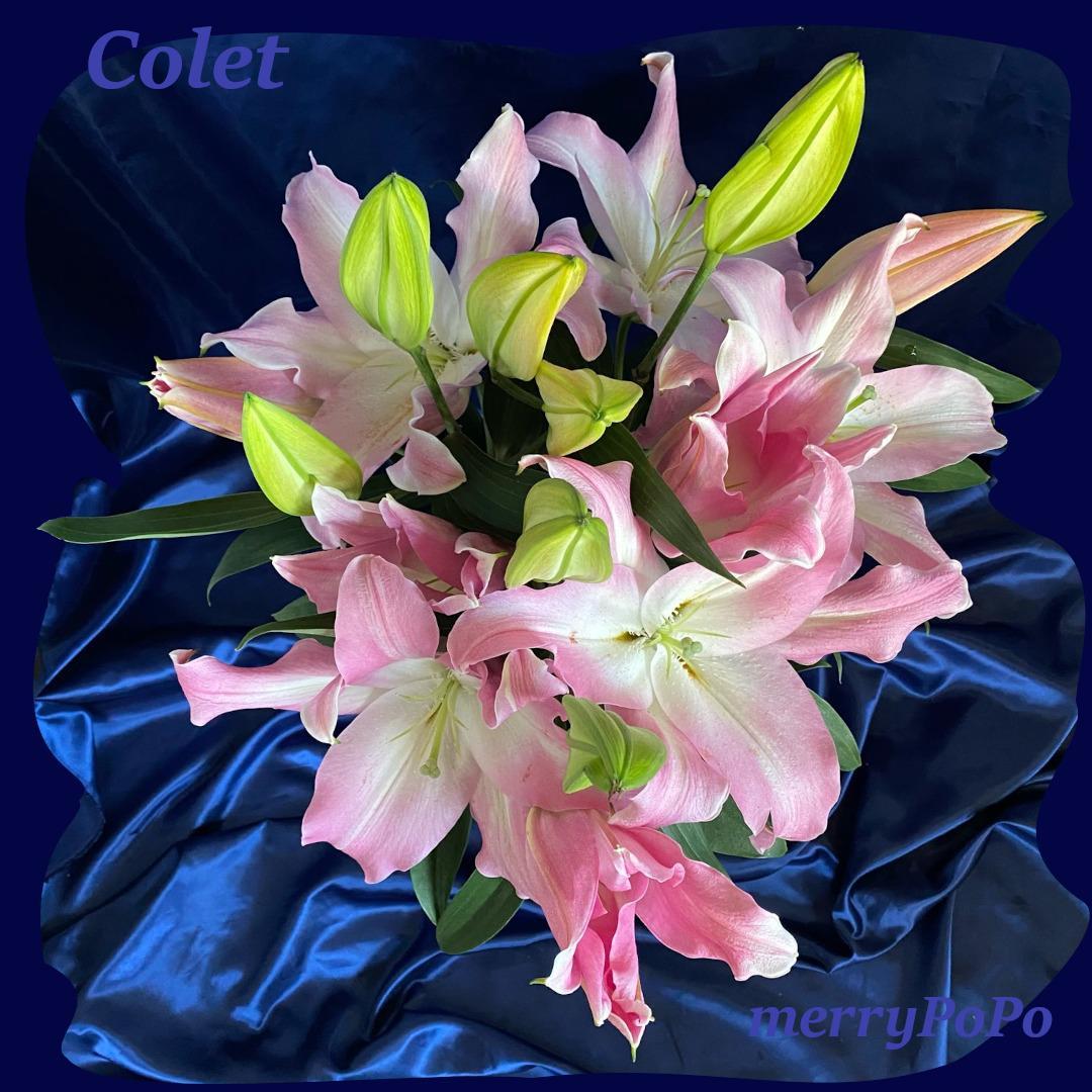 コレット オリエンタルユリ　ピンクの花