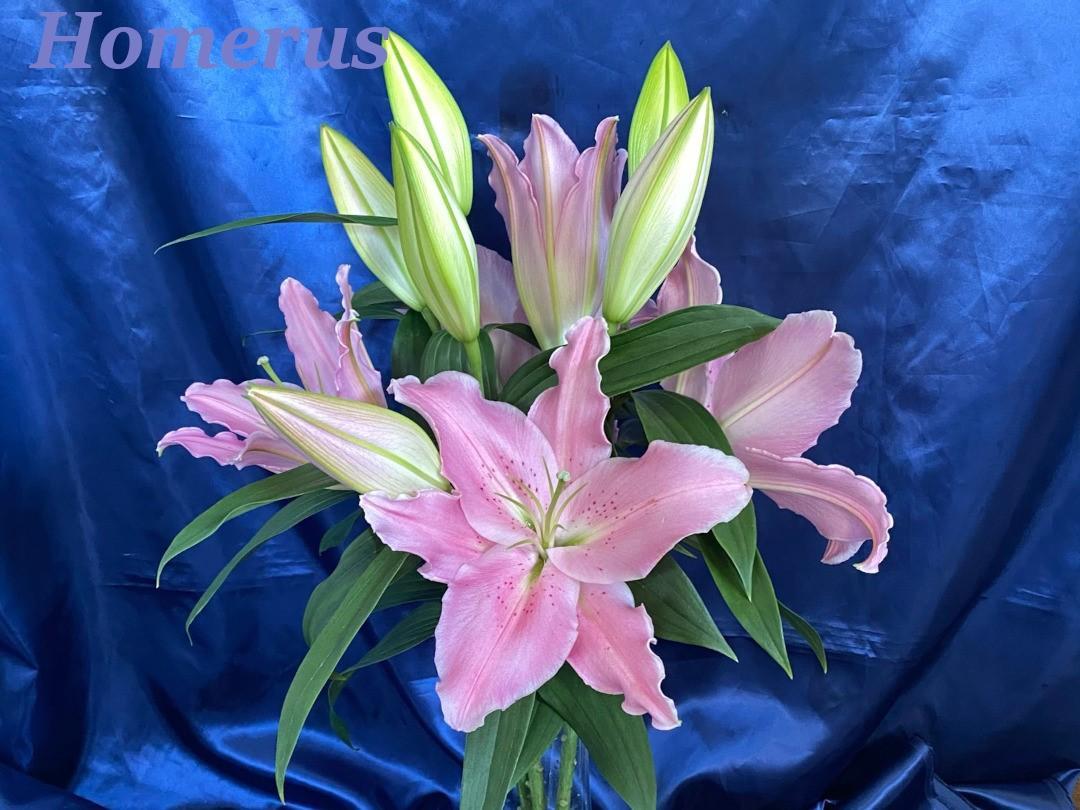 ピンクの百合ホメロス花束画像