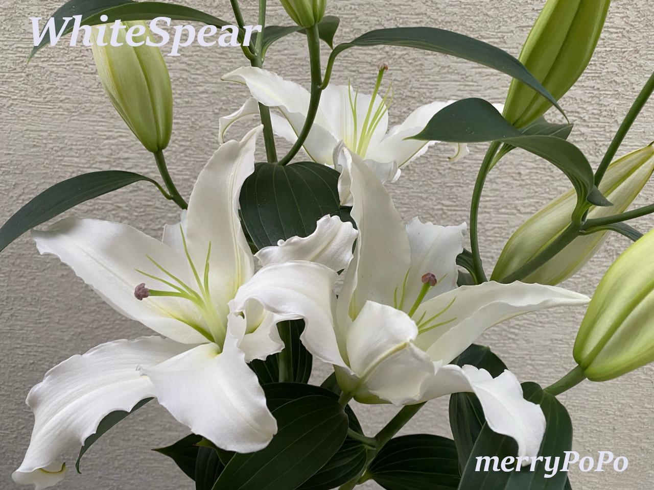 白い百合ホワイトスピア切り花