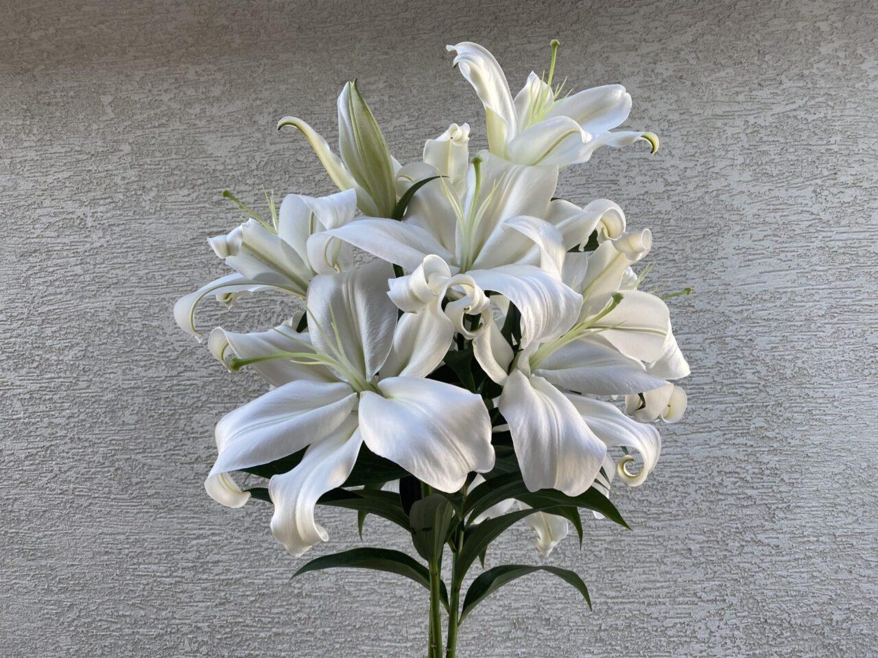 ザンベジ白いユリ大輪の花