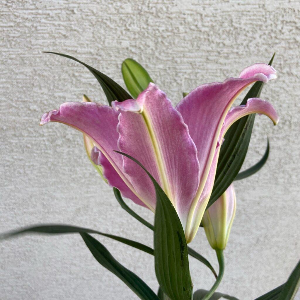 クイーンフィッシュの花横からの画像