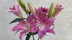 クィーンフィッシュ14日目の開花ようす