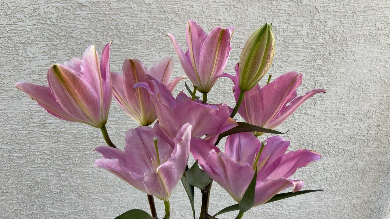 イビザピンクのユリ花束