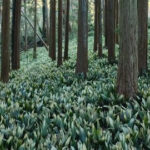 葉蘭の生産で葉蘭の森