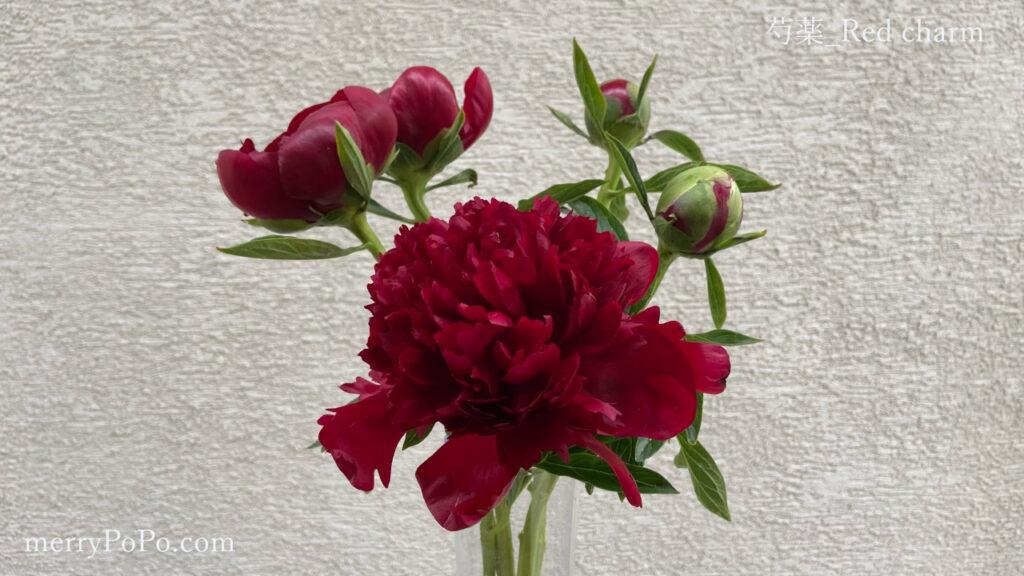 赤い芍薬の花