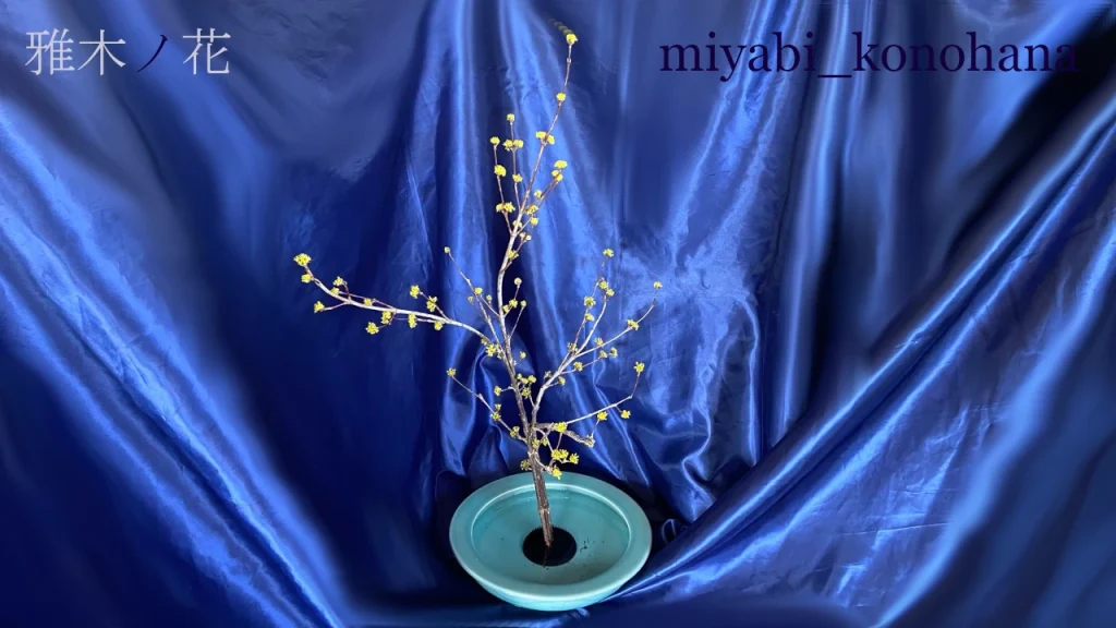 格花-山茱萸の画像
