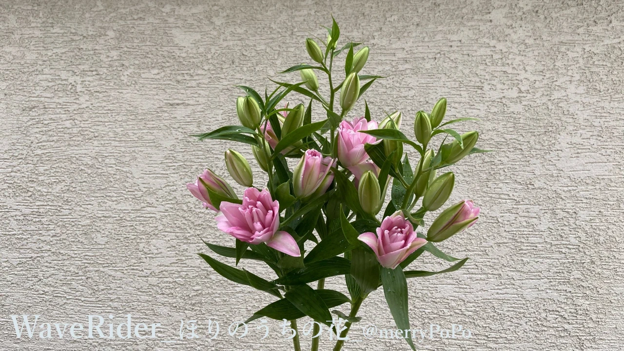 ウェーブライダーローズリリーほりのうちの花