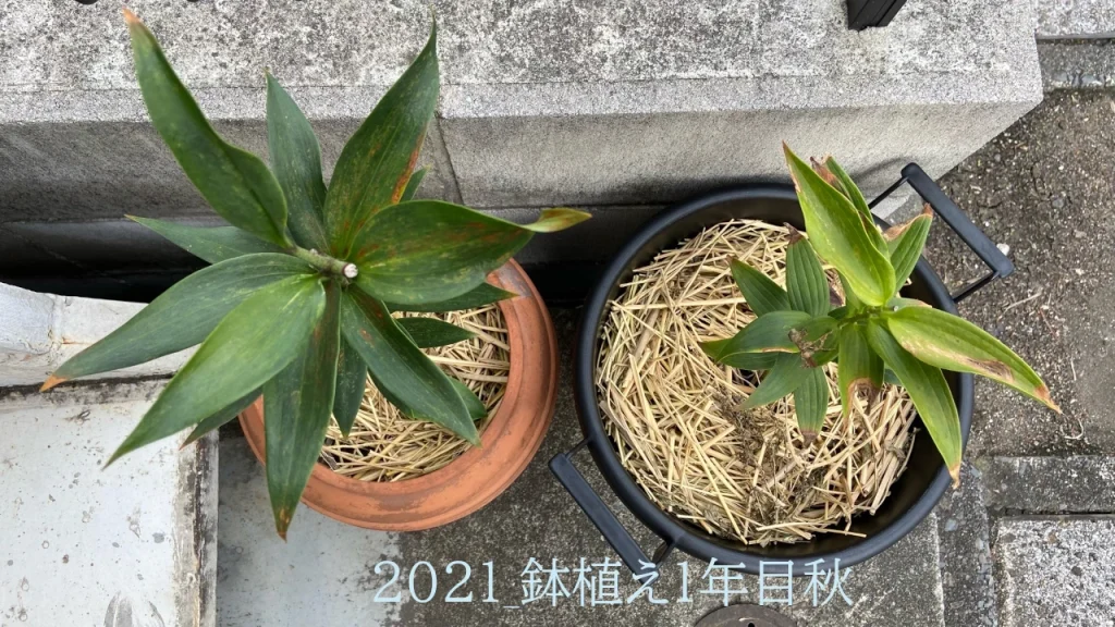 2021年冬植えの鉢