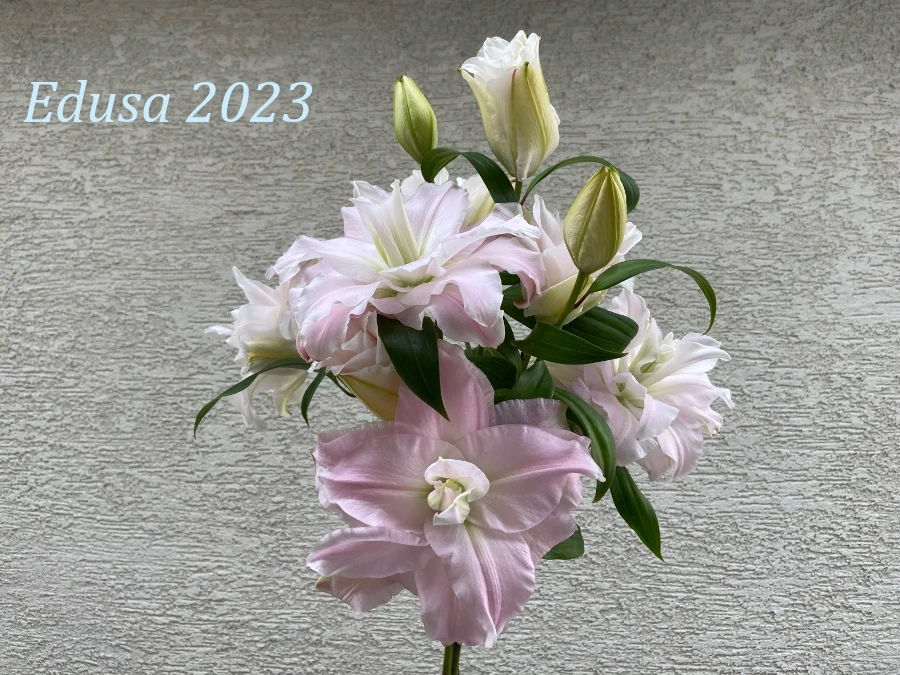 エデューサ八重咲きユリ2023年の画像です