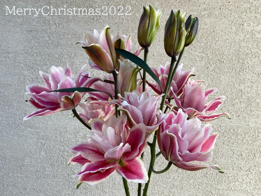 サマンサRoselilyメリークリスマスの開花画像