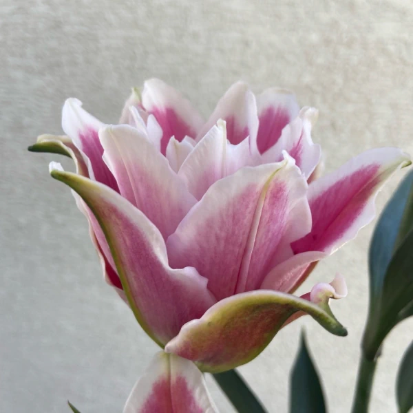 サマンサローズリリーの花、横からのアップ画像
