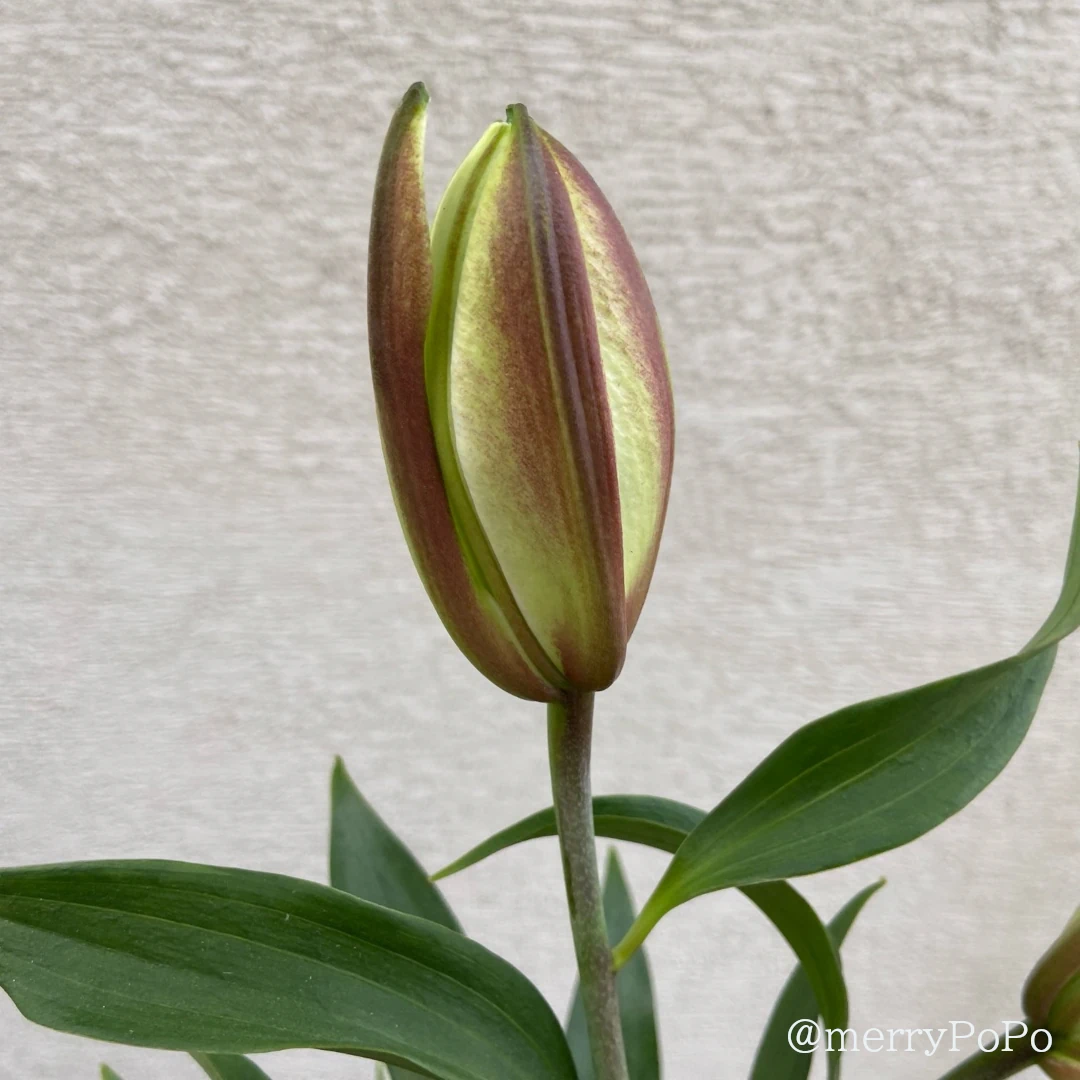 三番花のつぼみの開きはじめ