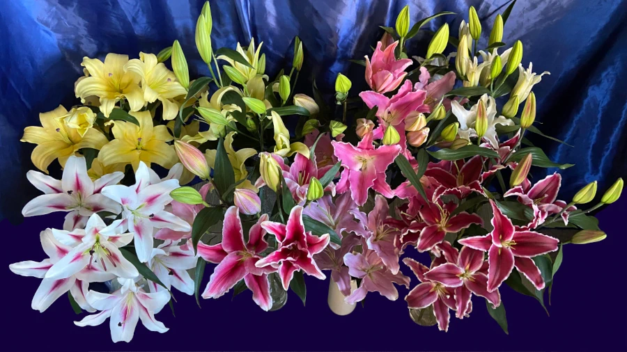 オリエンタルユリの花束の数々
