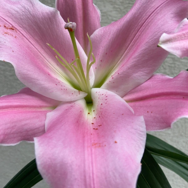ユースカディの花中心部「タフィーラベンダーピンク」の光沢感がある花色が魅力的です。