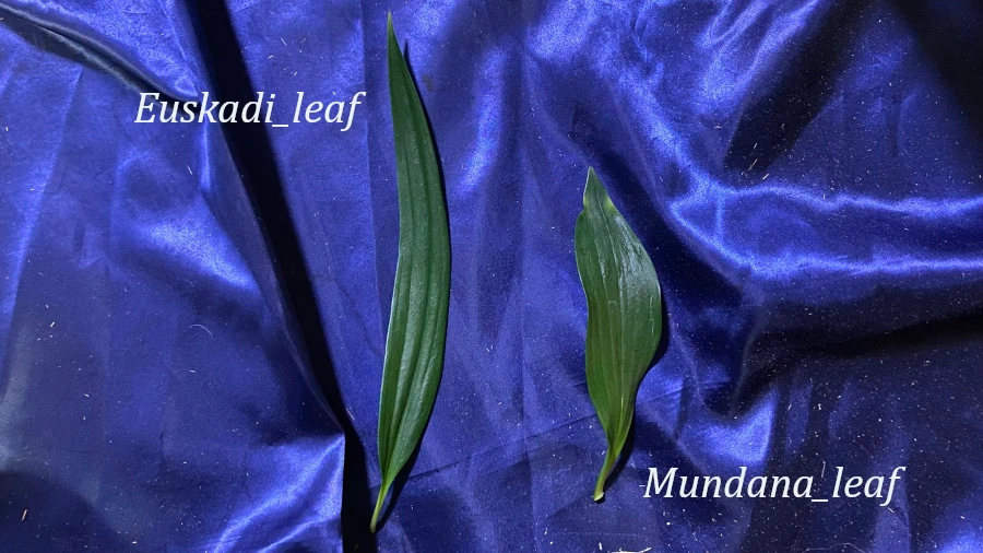 ユースカディとムンダーナの葉を比較