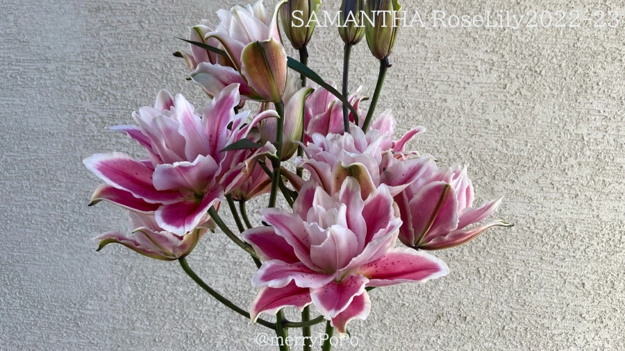 SAMANTHAの花束画像