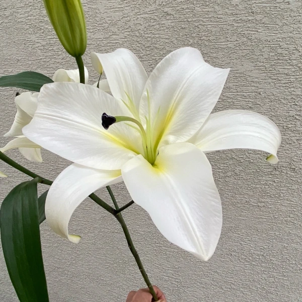 サロンノの白い花アップ画像