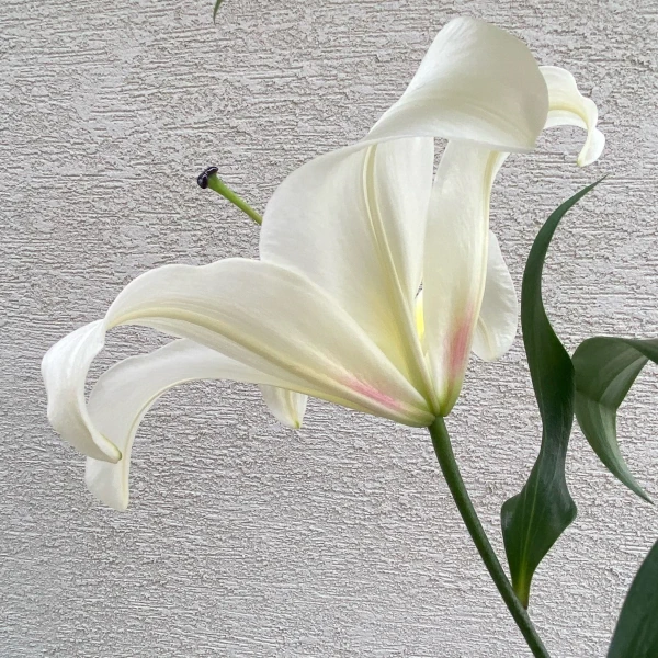 サロンノの花を横から見たようすです。トランペット咲きの美しさも魅力で外側は微かにえんじ色の部分があります。
