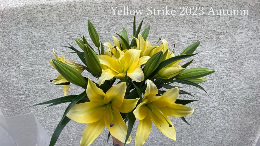 Yellow Strike 2023 Autumn