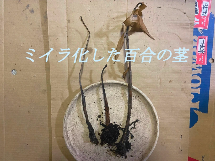 ミイラ化したユリの茎画像