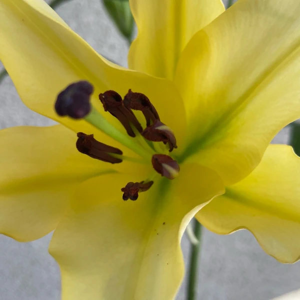 イエローストライクの花粉、花弁中心部の画像