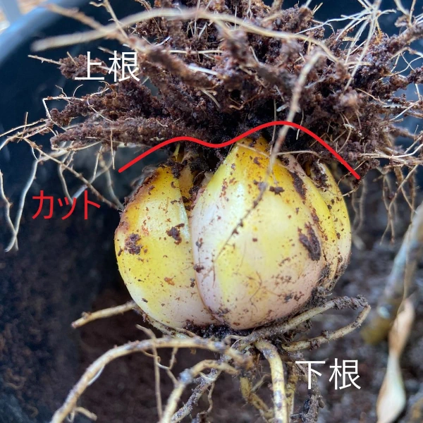 球根から茎を切り離すポイントの画像
