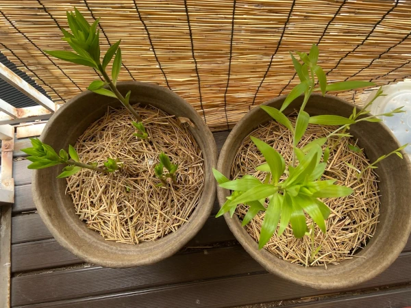 ユリの鉢植え２品種