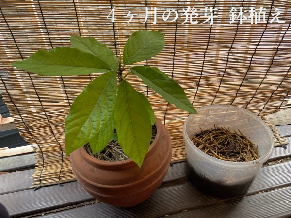 アボカド４か月目鉢植え画像
