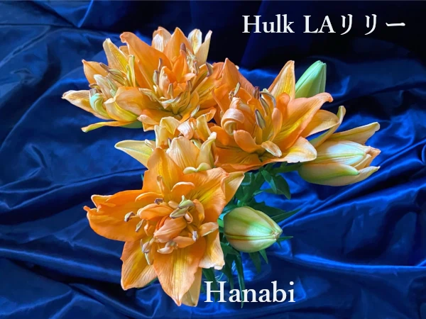 LAユリ八重Hulk「Hanabi」窪田オリジナルの咲いた画像