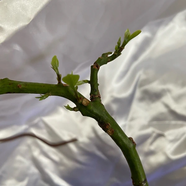 アボカドの新しい脇芽の画像