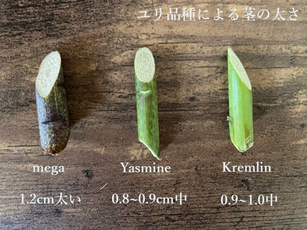ユリの品種による茎の太さ比較画像