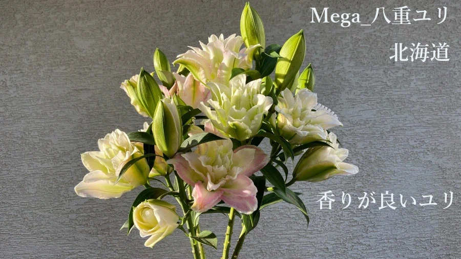 メガ八重ユリ花束テキスト画像