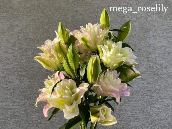 北海道の八重ユリ「メガ」の花束