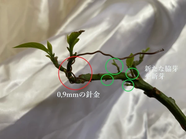 アボカド盆栽の枝に針金で矯正と脇芽新芽のでた画像