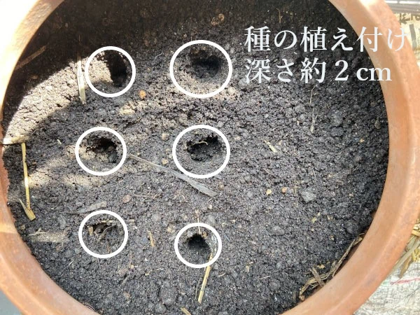 モリンガの種を植える穴