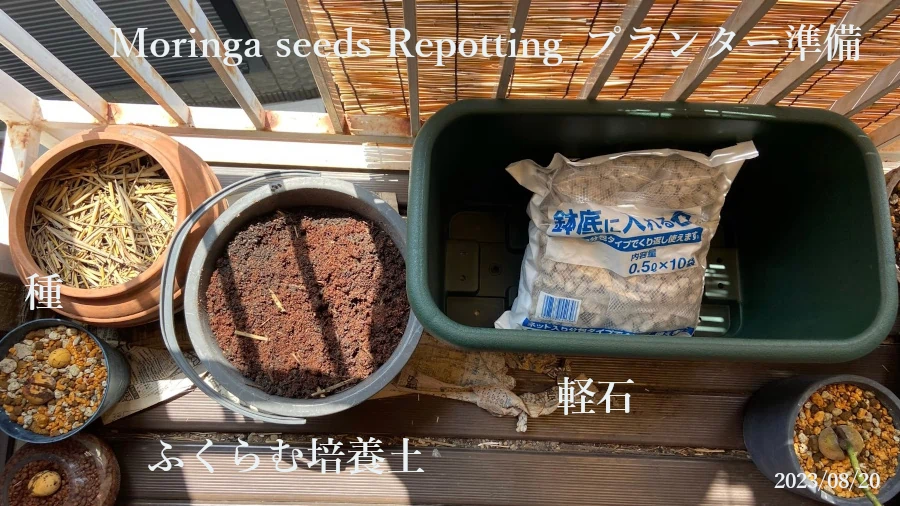 モリンガ種の植替えプランターの準備