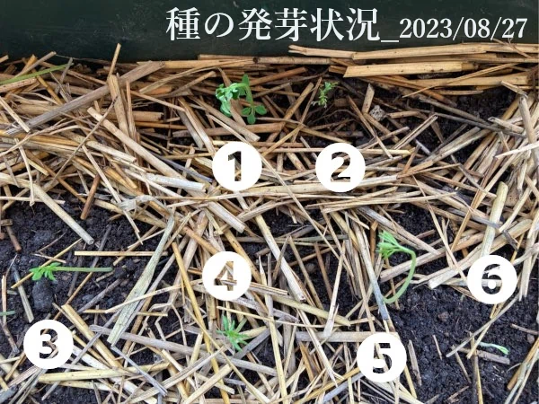 モリンガ種の発芽状況20230828