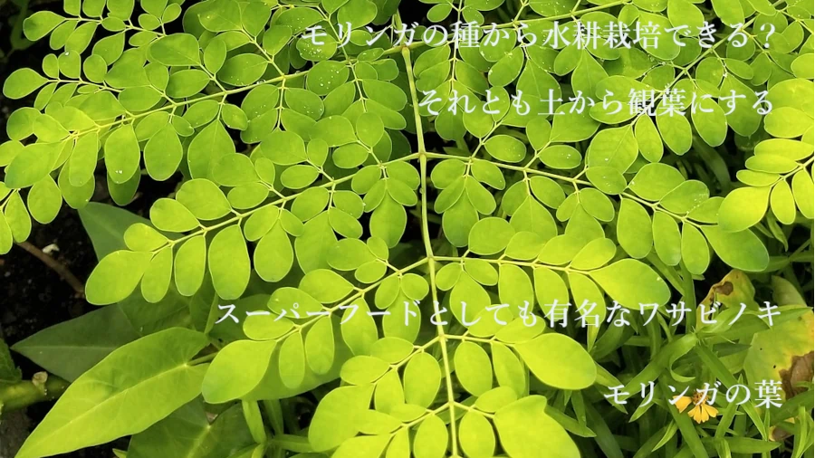 モリンガの葉の画像 ワサビノキ