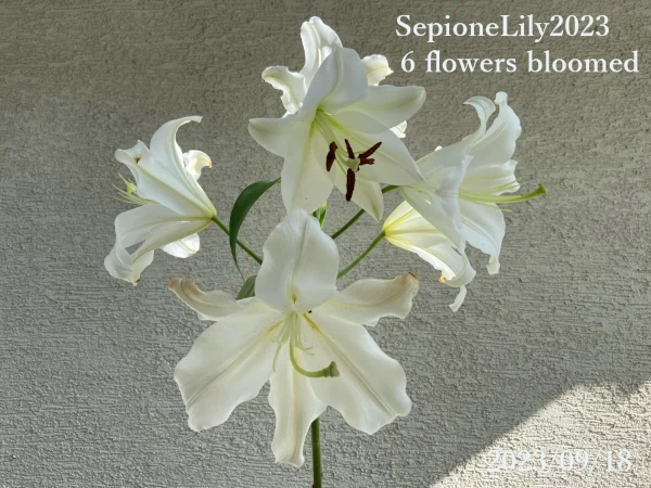 Oriental Lily Sempione６輪開花の画像