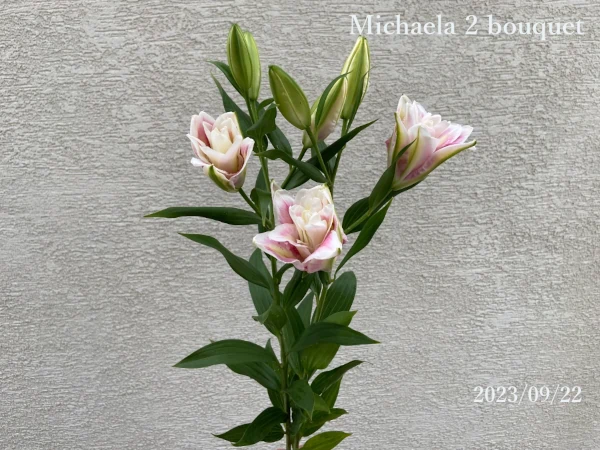 ミカエラ八重咲き２本の花束画像