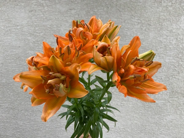 ハルク「花火」３本の花束開花画像