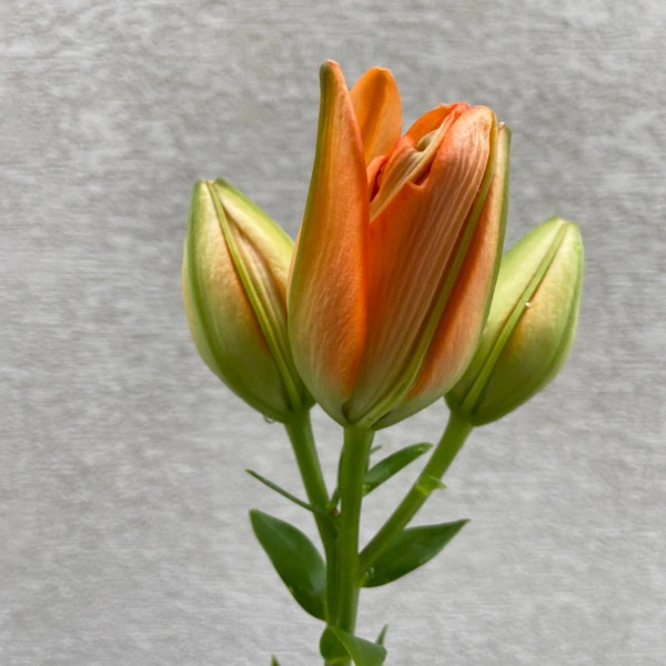 ハルク「はなび」の花とつぼみの画像