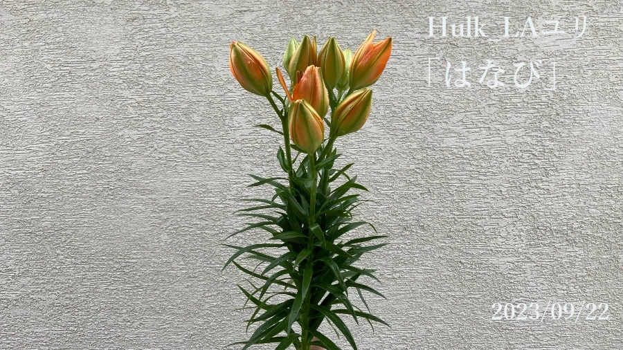 ハルク「はなび」LAユリ北海道の新品種の画像