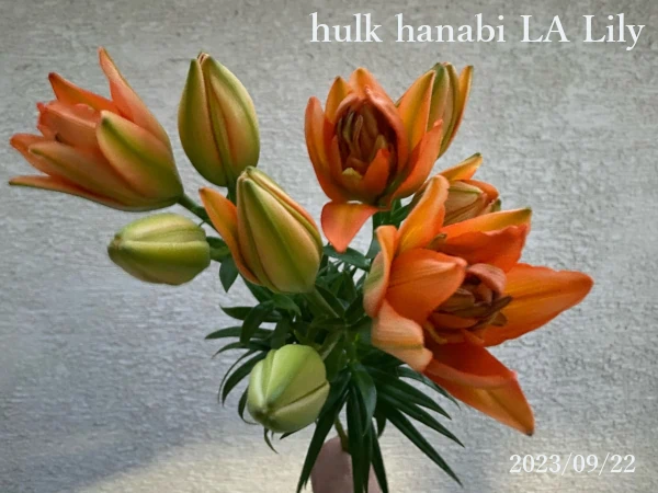 ハルクLAユリ「はなび」の花束アップ画像