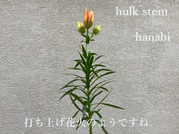 ハルク「はなび」LAユリの茎とスタイル画像