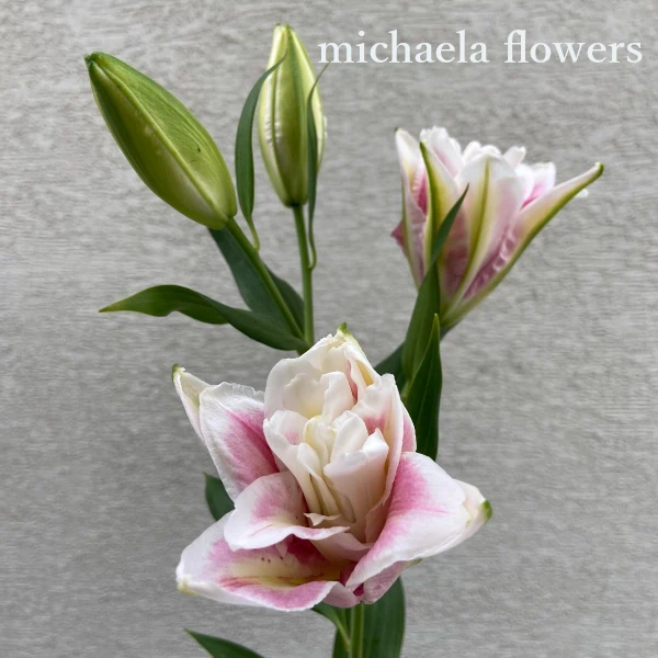 ミカエラ八重咲きの花画像とテキスト文字