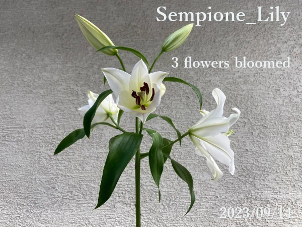 SempioneLily3flowersbloomed