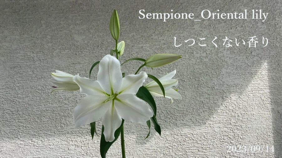 sempione oriental lilyの画像