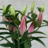 ゆり-バリスタはピンクのゆり | Pink Oriental Lily セレクト